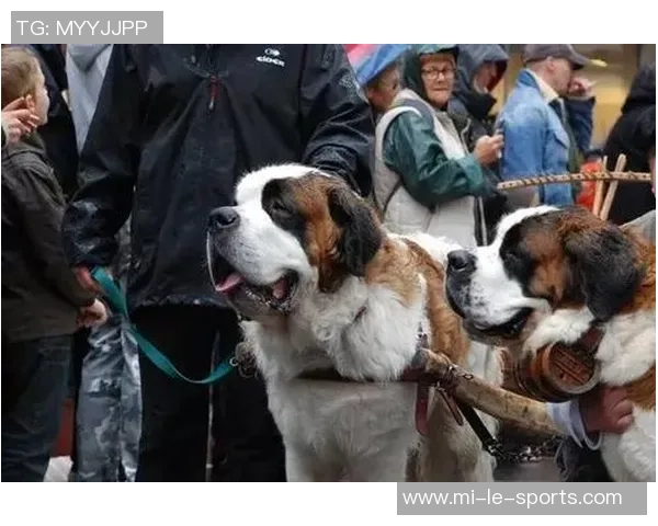 纳西语与少林足球的奇妙结合探索文化与体育的交融之旅